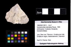 Foto (Objekt + Etiketten) von Goniodromites bidentatus (Reuss, 1859) 